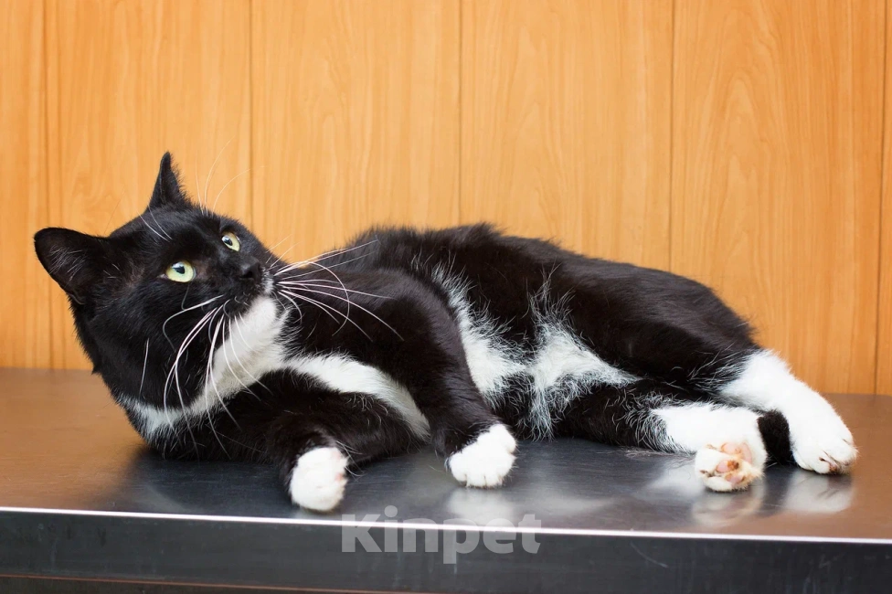 Кошки в Москве: Солидный крупный ласковый кот Шерлок Мальчик, Бесплатно - фото 9