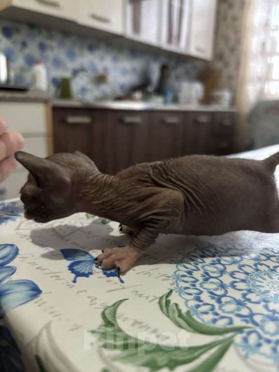 Кошки в Оренбурге: Сфинкс Мальчик, 8 000 руб. - фото 7