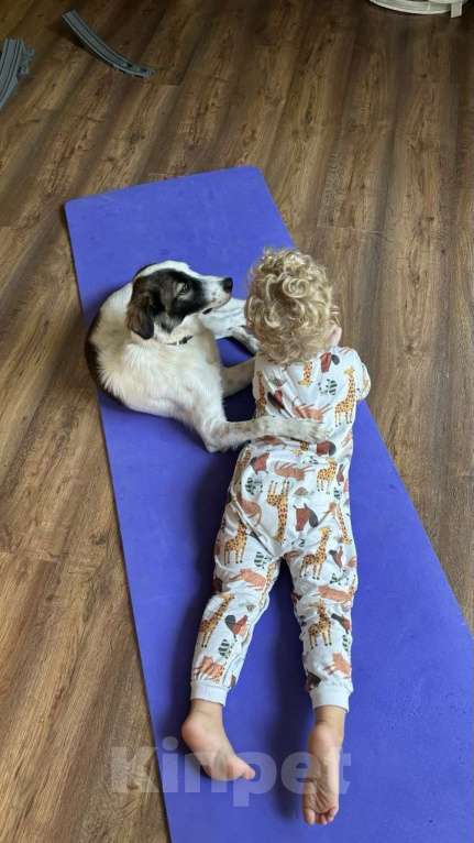 Собаки в Москве: Ласковый пёс Лаша в добрые руки Мальчик, Бесплатно - фото 5