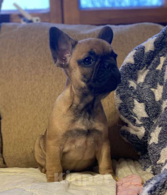 Собаки в Санкт-Петербурге: Шикарная девочка французик в мини размере  Девочка, 45 000 руб. - фото 8