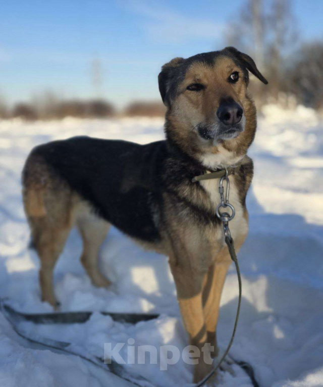 Собаки в Королеве: Знакомьтесь, Линч! Мальчик, Бесплатно - фото 5