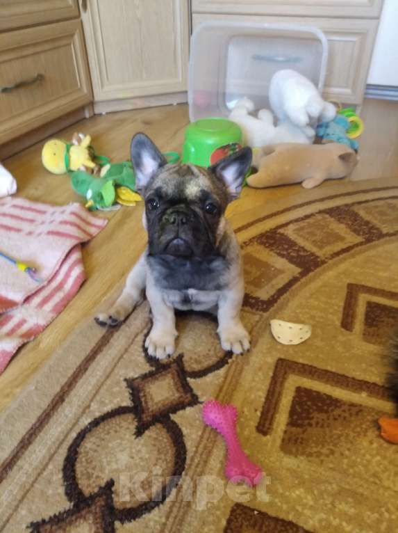 Собаки в Ярославле: Шикарный мальчишка-французик   Мальчик, 30 000 руб. - фото 2