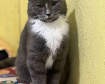 Кошки в Санкт-Петербурге: Котенок подросток ждет.. Мальчик, Бесплатно - фото 3