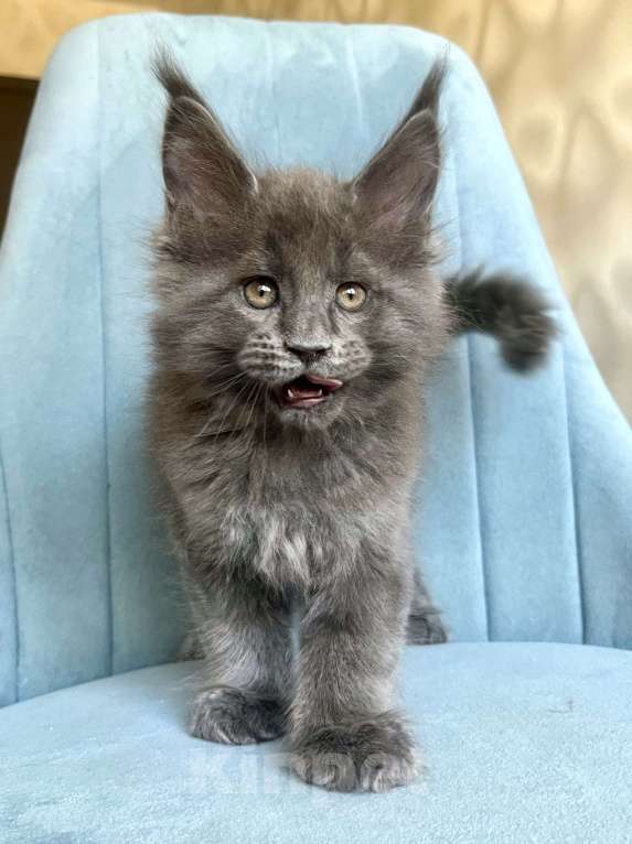 Кошки в Санкт-Петербурге: Мальчик Кумир Мальчик, 90 000 руб. - фото 1