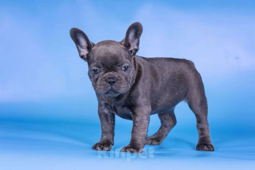 Собаки в Москве: Французкий бульдог Девочка, 70 000 руб. - фото 5