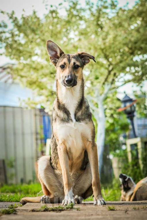 Собаки в Москве: Совершенно очаровательная и нежная девочка Шери ищет дом Девочка, 1 руб. - фото 8