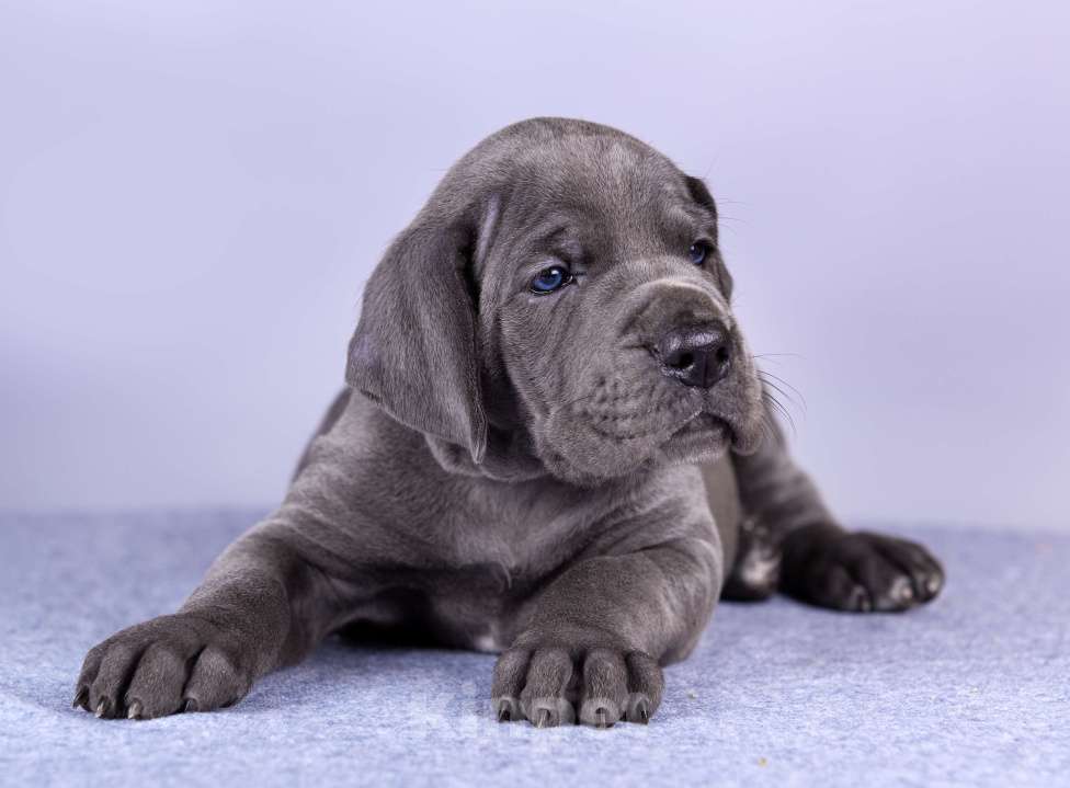 Собаки в Нижнем Новгороде: Немецкий Дог Чемпион Моего Сердца (Оранжевая лента) Девочка, 100 000 руб. - фото 5