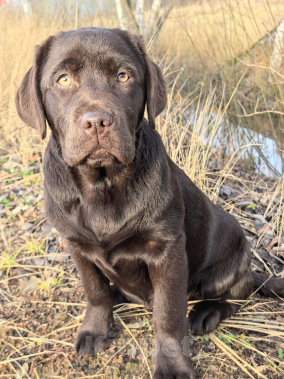 Собаки в других городах Московской области: Шоколадная озорница Девочка, 70 000 руб. - фото 2