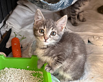 Кошки в Санкт-Петербурге: Котенок Девочка, 1 000 руб. - фото 9
