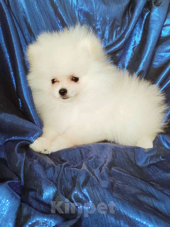 Собаки в Кирове: Продаю померанских шпица Девочка, 60 000 руб. - фото 5
