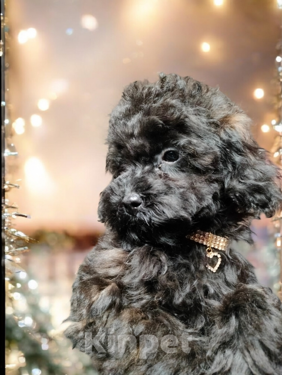 Собаки в других городах Московской области: Продаются щенки той пуделя  Девочка, 40 000 руб. - фото 4