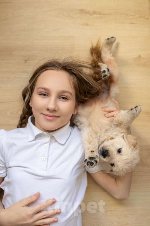 Собаки в Ярославле: Щенки золотистого ретривера Девочка, 70 000 руб. - фото 5