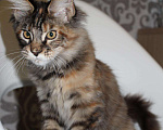Кошки в Болхове: Котята Мейн-кун, 20 000 руб. - фото 4
