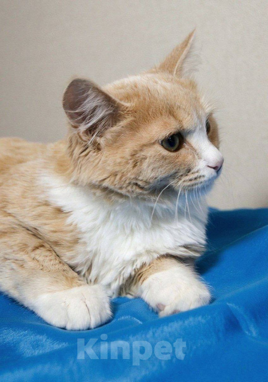 Кошки в Москве: Котенок Лир ищет дом Мальчик, Бесплатно - фото 2