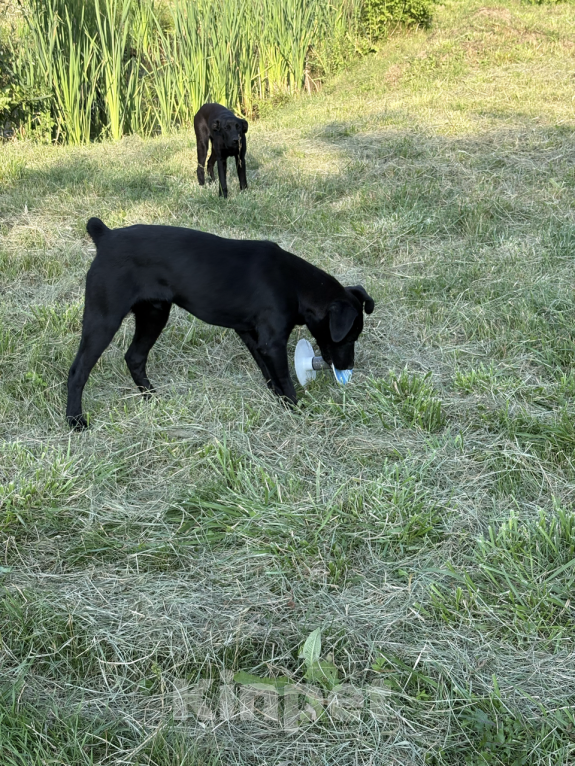 Собаки в других городах Краснодарского края: Уникальный щенок «ризеновчарик» мальчик Рэй Мальчик, 1 000 руб. - фото 7