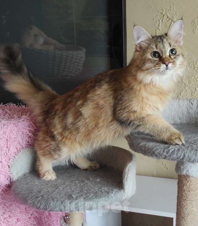 Кошки в Новосибирске: Wesnushka Девочка, 65 000 руб. - фото 4