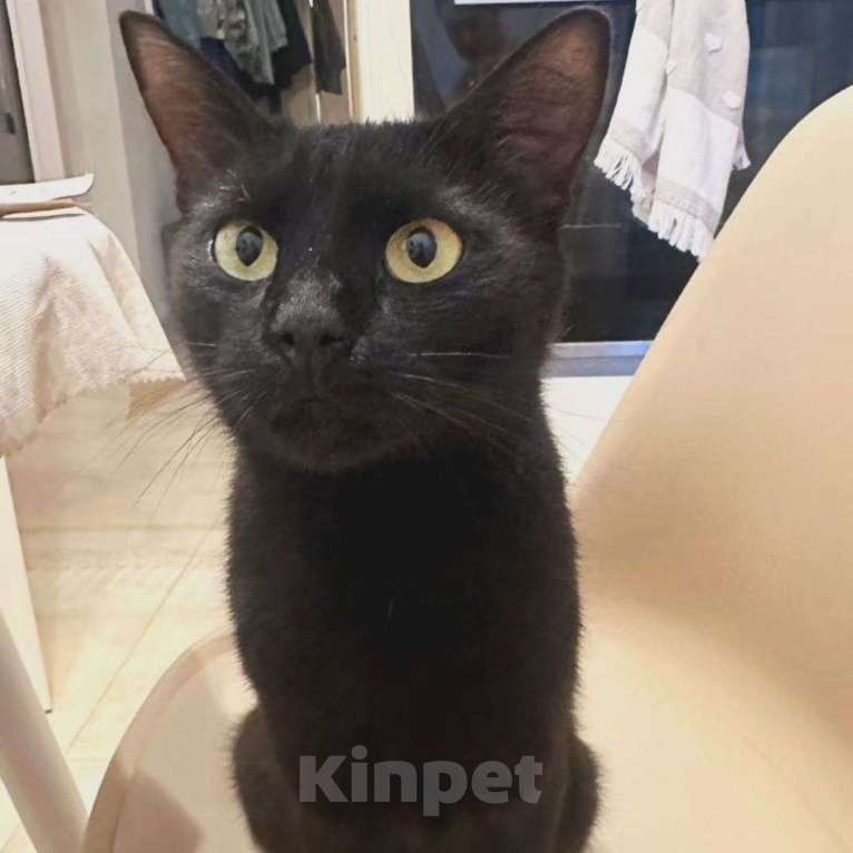 Кошки в Москве: Черная Багира мечтает о доме Девочка, Бесплатно - фото 2