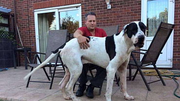 Булли кутта (пакистанский мастиф)