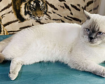 Кошки в Туапсе: Вязка кошек  Мальчик, 2 000 руб. - фото 1