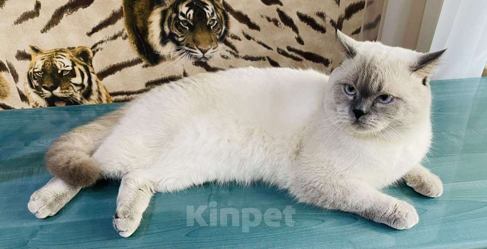 Кошки в Туапсе: Вязка кошек  Мальчик, 2 000 руб. - фото 1