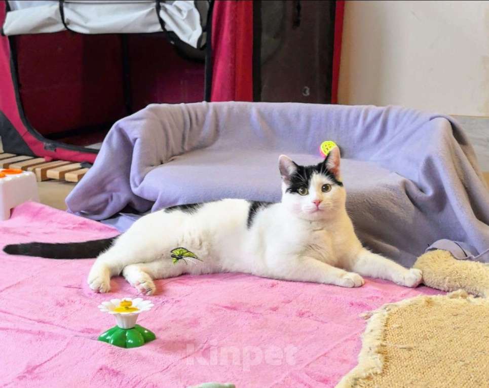 Кошки в Москве: Котик Федя ищет семью! Мальчик, Бесплатно - фото 9