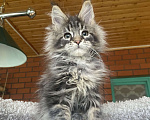 Кошки в других городах Московской области: Мейн-кун котенок Девочка, 120 000 руб. - фото 4