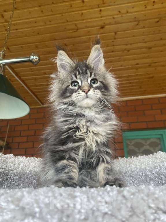 Кошки в других городах Московской области: Мейн-кун котенок Девочка, 120 000 руб. - фото 4