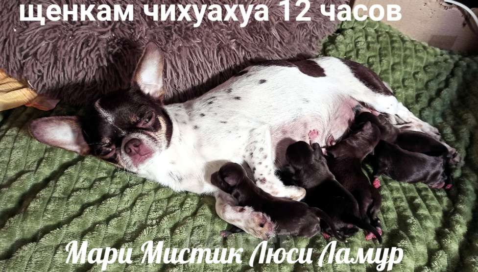 Собаки в Санкт-Петербурге: Оскар курносый мини чихуахуа шоколадного окраса Мальчик, 60 000 руб. - фото 10