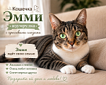Кошки в Кемерово: Кошечка в добрые руки Девочка, Бесплатно - фото 3