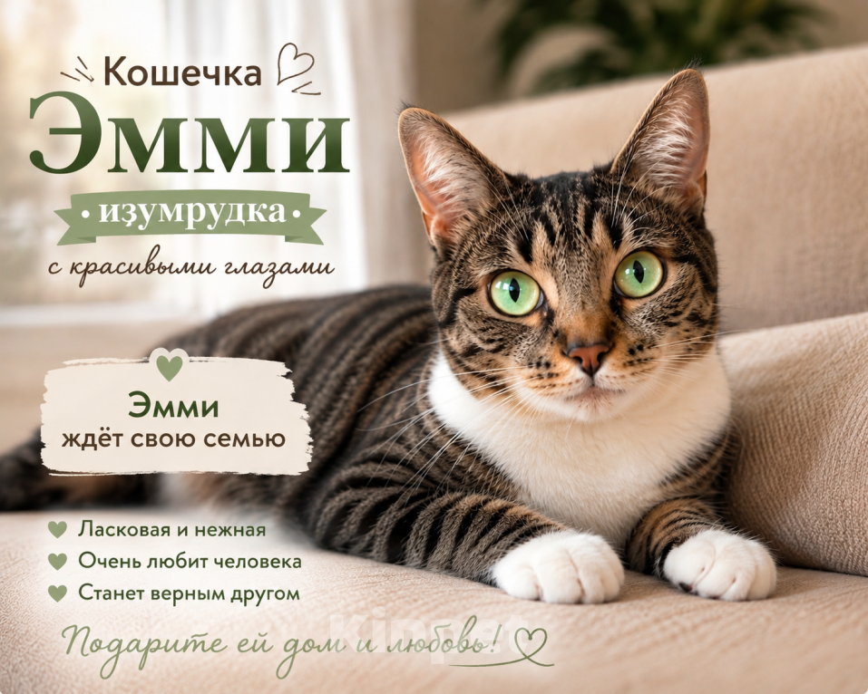 Кошки в Кемерово: Кошечка в добрые руки Девочка, Бесплатно - фото 3