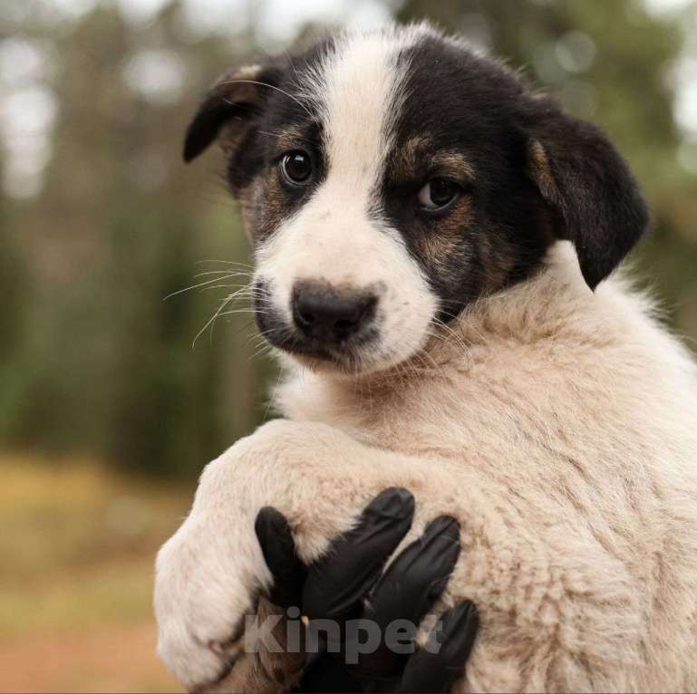 Собаки в Москве: Двухмесячный щенок девочка попала в вольер 🆘️ Срочно нужен дом  Девочка, Бесплатно - фото 3