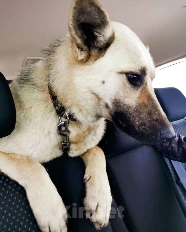 Собаки в других городах Московской области: Собака в добрые руки Девочка, Бесплатно - фото 2