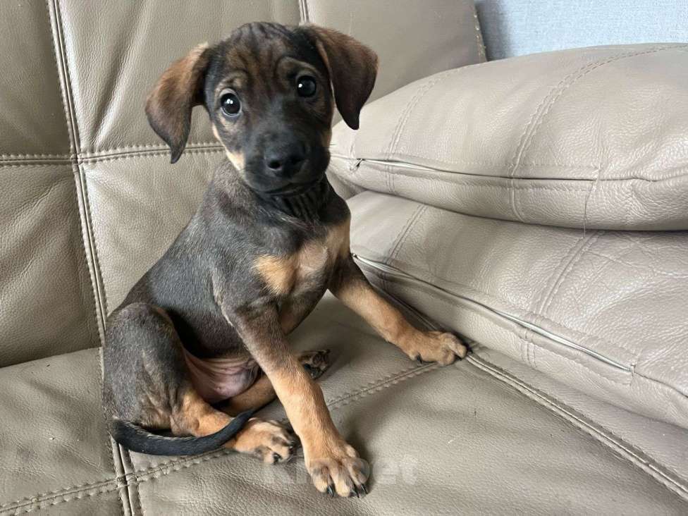 Собаки в Москве: Щеночек в добрые ручки Мальчик, Бесплатно - фото 10