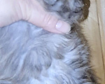 Кошки в других городах Ярославской области: Мейн кун котята Мальчик, 120 000 руб. - фото 10
