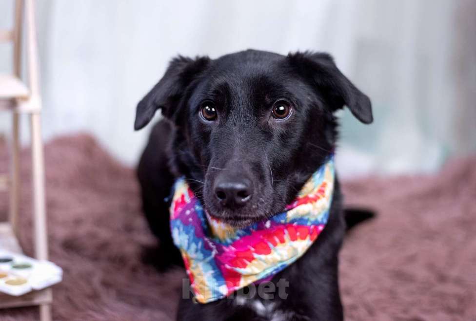 Собаки в других городах Московской области: Малыш в добрые руки  Мальчик, Бесплатно - фото 5