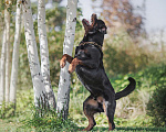 Собаки в Волгограде: Щенки Ротвейлера  Мальчик, 40 000 руб. - фото 1
