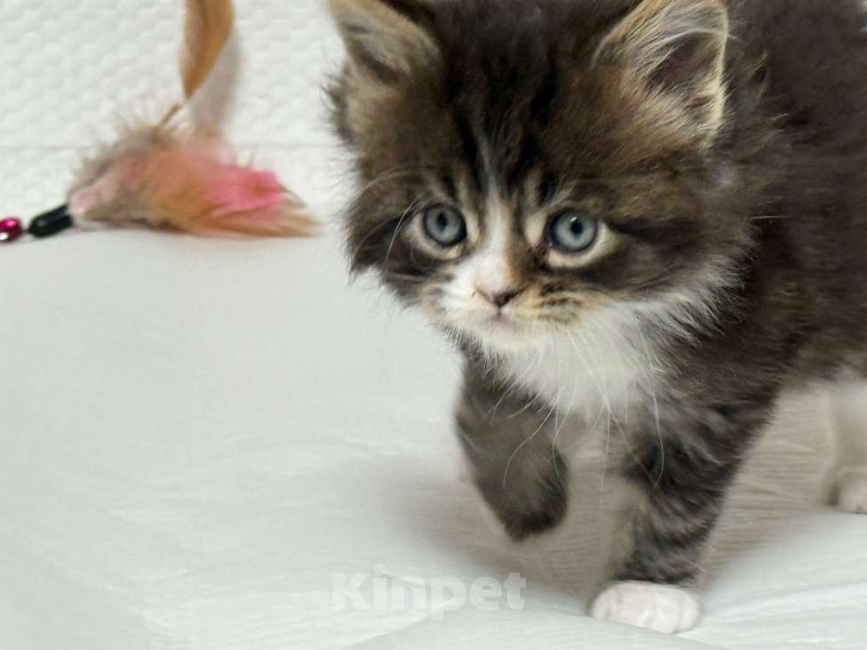 Кошки в Новосибирске: Бриллиант Мальчик, 50 000 руб. - фото 2