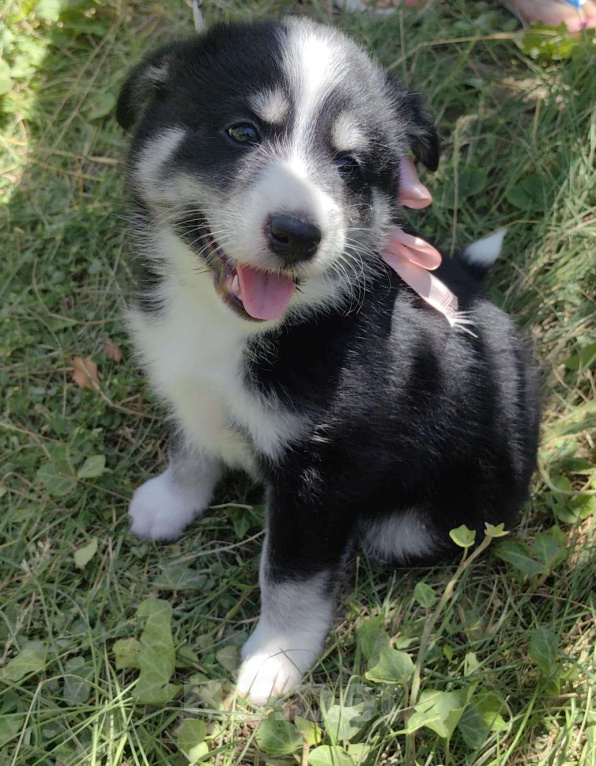 Собаки в других городах Ростовской области: Щенок для радости Девочка, Бесплатно - фото 3