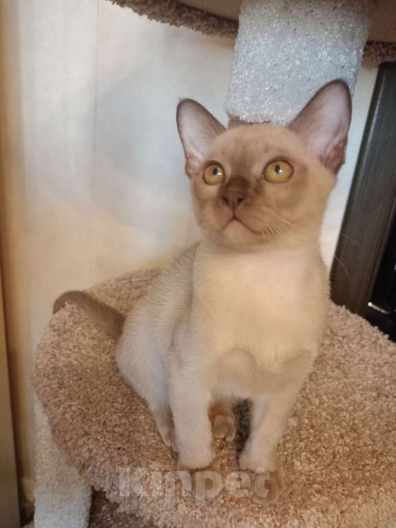 Кошки в Санкт-Петербурге: Бурманский котенок Ромео Мальчик, 40 000 руб. - фото 1