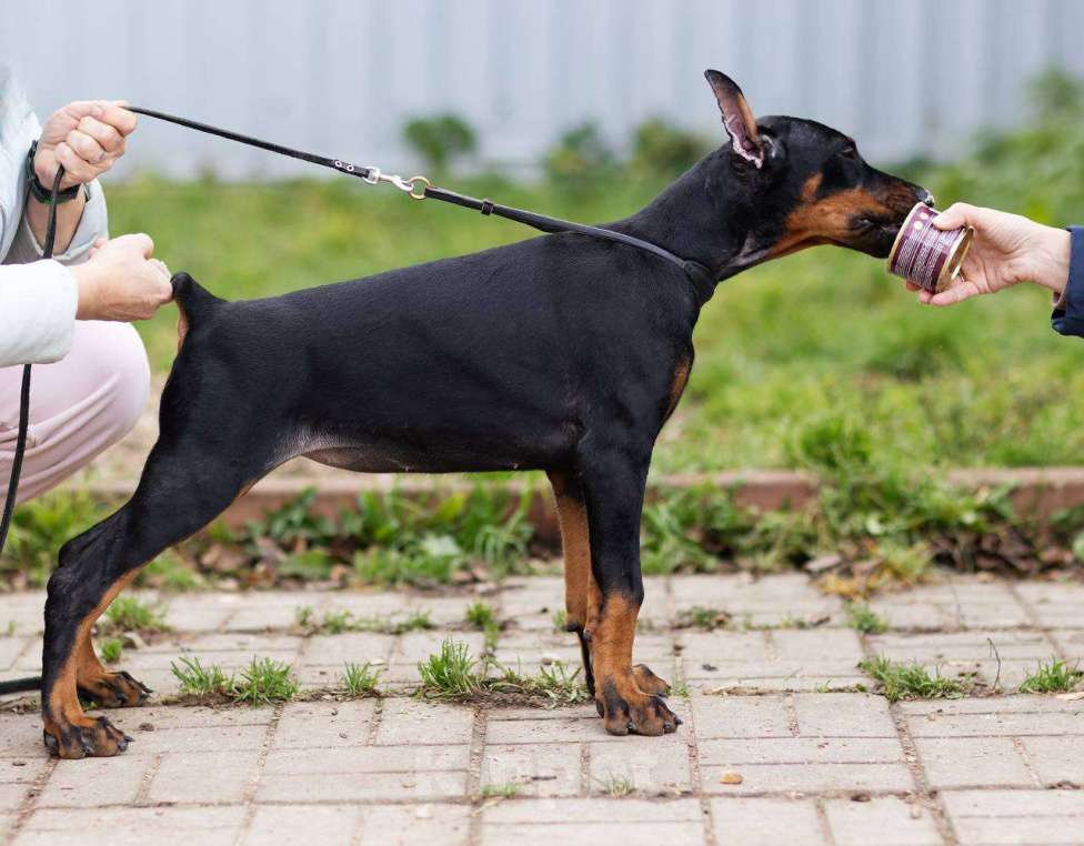 Собаки в Клине: Сука 3 мес Девочка, 120 000 руб. - фото 3