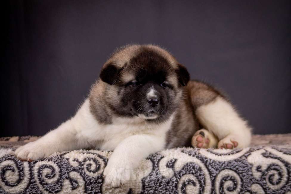 Собаки в других городах Ленинградской области: Щенки Американской акиты, для семьи и выставок. Мальчик, 100 000 руб. - фото 6