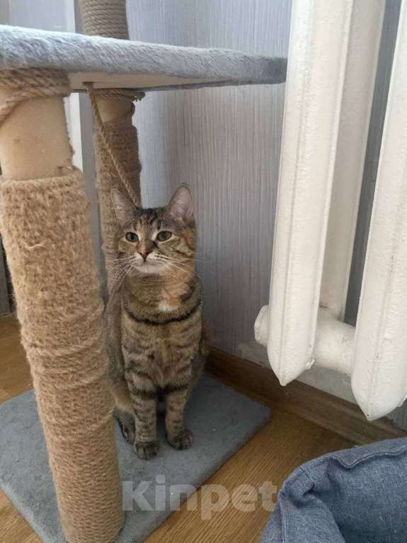 Кошки в Москве: Котенок Туся ищет дом Девочка, Бесплатно - фото 5