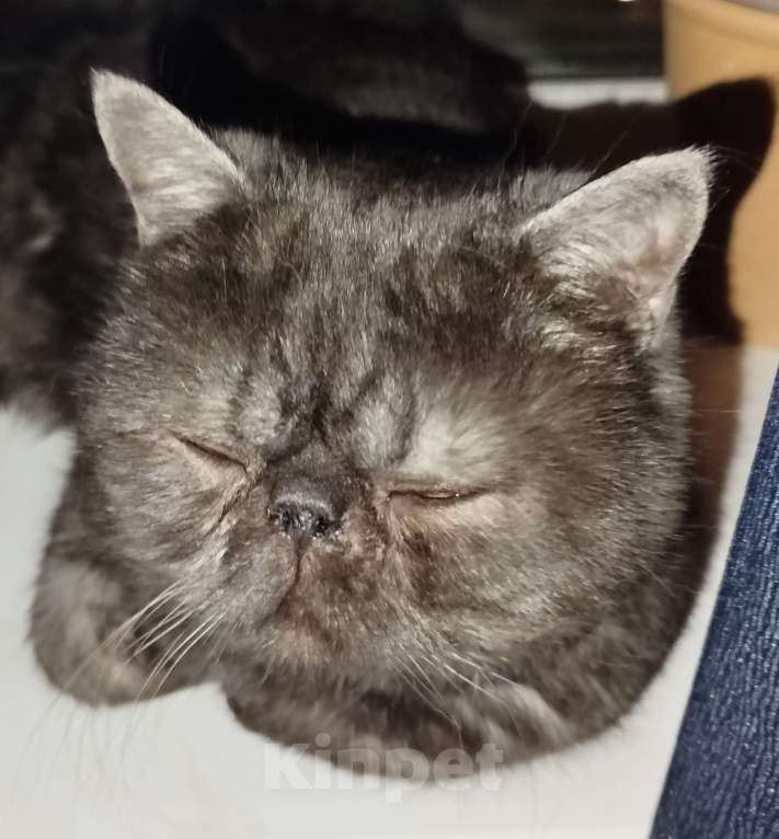 Кошки в Воронеже: Ищем хозяина потеряшки! Мальчик, Бесплатно - фото 2