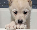 Собаки в Москве: Тофу ,щенок из Якутска Мальчик, Бесплатно - фото 1