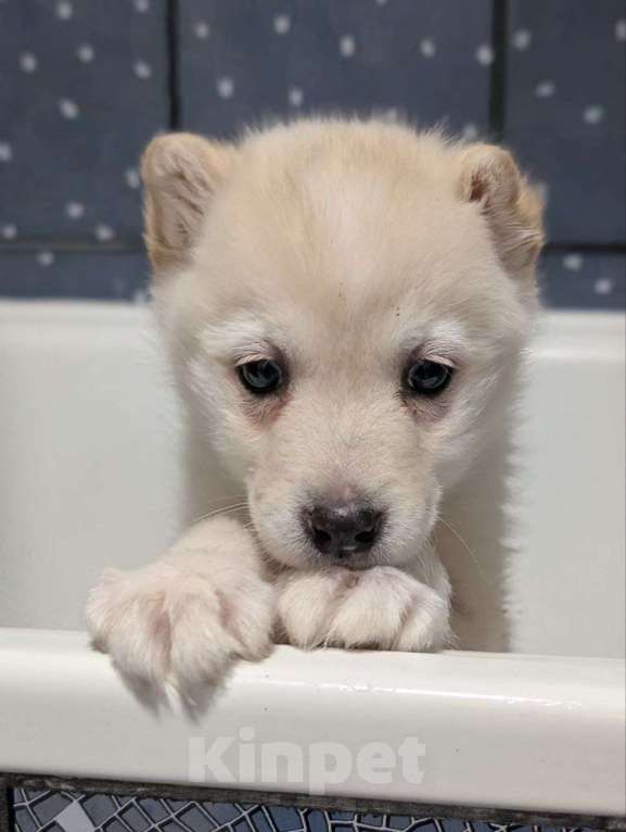 Собаки в Москве: Тофу ,щенок из Якутска Мальчик, Бесплатно - фото 1