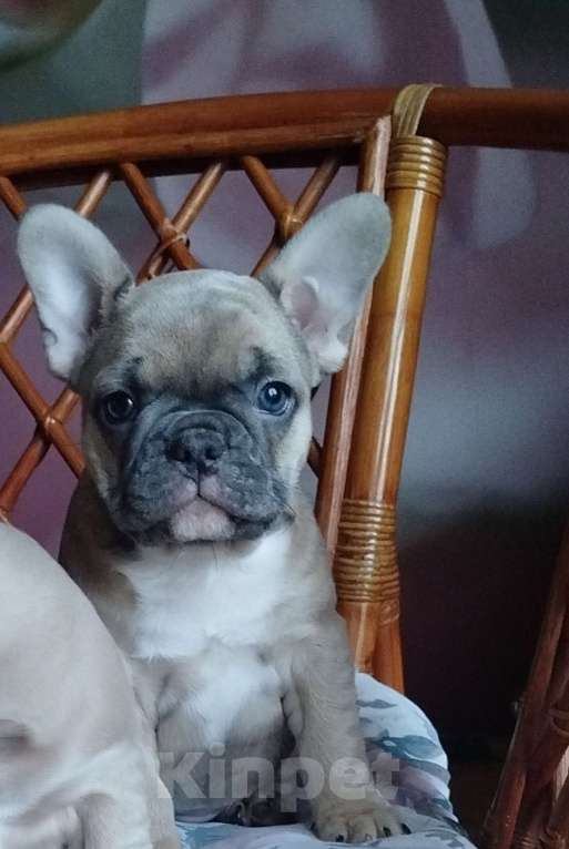 Собаки в Москве: Красивые девочки французский бульдог. Девочка, 60 000 руб. - фото 4
