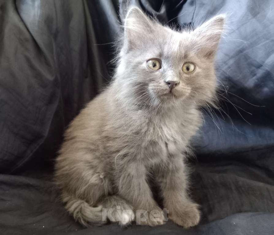 Кошки в Москве: ( Салават )  Домашний  котик  –  в  дружную  семью Мальчик, 200 руб. - фото 2