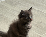 Кошки в Чите: Котенок МЕЙН КУН девочка Девочка, 20 000 руб. - фото 1
