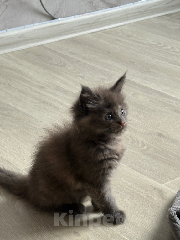 Кошки в Чите: Котенок МЕЙН КУН девочка Девочка, 20 000 руб. - фото 1