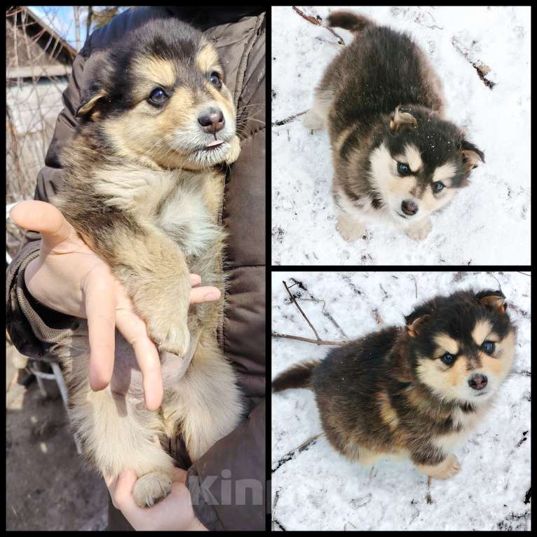 Собаки в Кемерово: Отдам щенков в добрые руки! Девочка, 10 руб. - фото 2